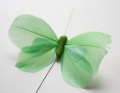 2019 Veren vlinder groen licht groen